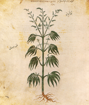 marihuana-roslina-182981