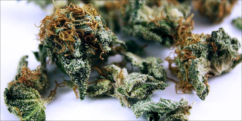 Odmiana blueberry recenzja odmiany