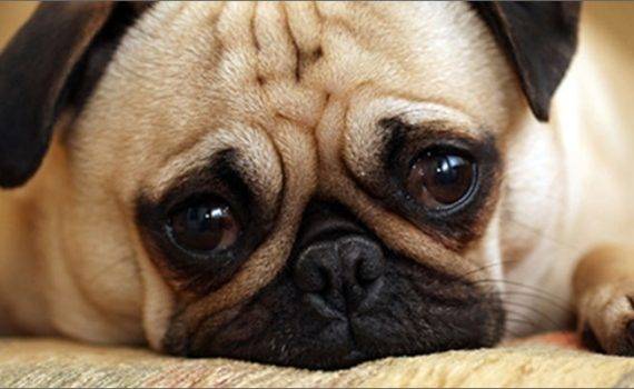 Zwierzeta piesek cannabis marihuana dla zwierzat