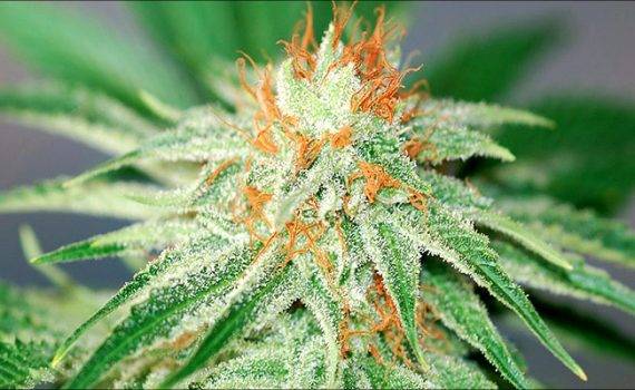 Orange kush recenzja odmiany orange kush