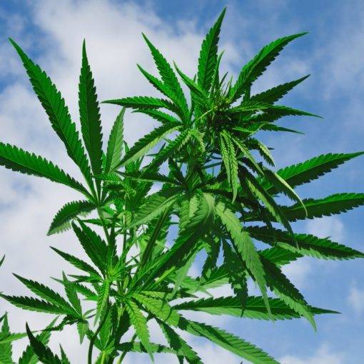 Cannabis marihuana thc nasiona zdjecie rosliny