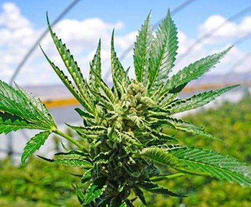 Uprawa nasion outdoor uprawa marihuany outdoor cannabis medycyna lek