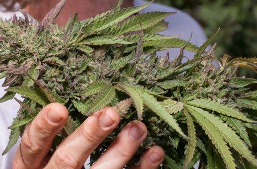 Nasiona konopi rosliny cannabis thc