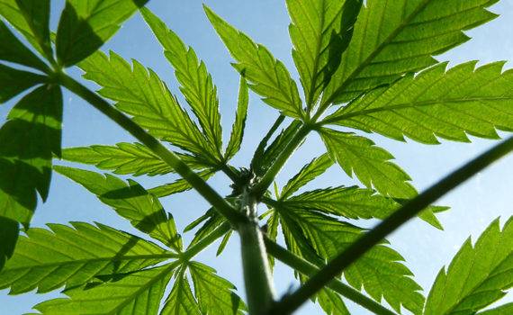 Uprawa outdoor uprawa marihuany