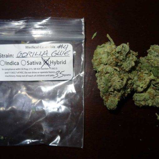 Hybryda gorilla glue