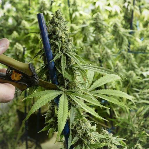 Przycinanie marihuany przycinanie cannabis