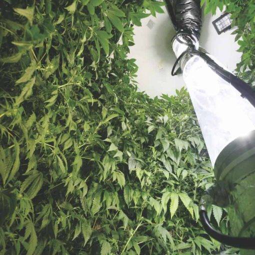 Uprawa cannabis indoor