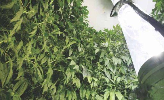 Uprawa cannabis indoor