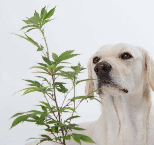 Specjalna marihuana dla zwierzat cannabis dla zwierzat