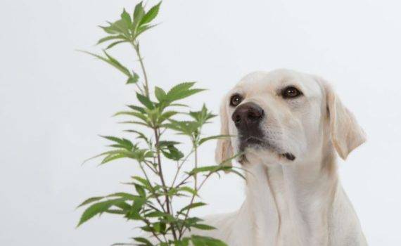 Specjalna marihuana dla zwierzat cannabis dla zwierzat