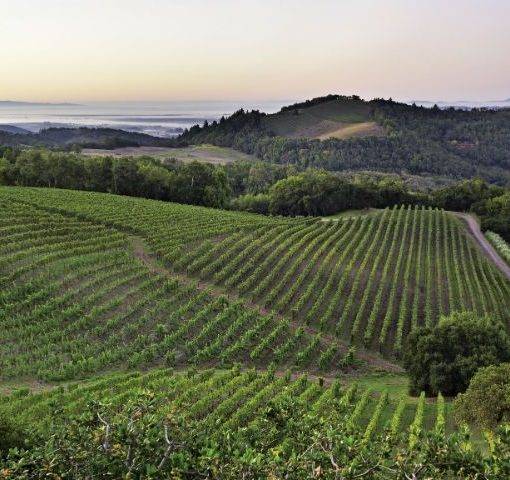 Wino winobranie wino z cannabis