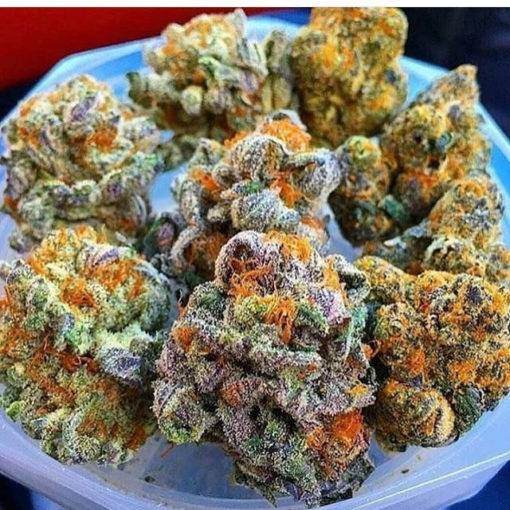 Recenzja odmiany harlequin