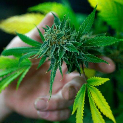 Uprawa marihuany indoor