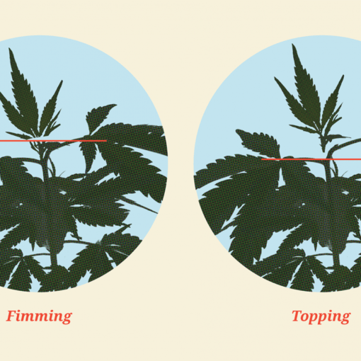 Fimming topping roznice