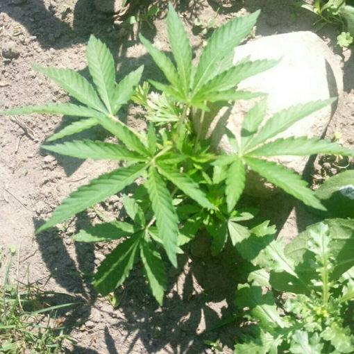 Znaleziona marihuana znalezione cannabis