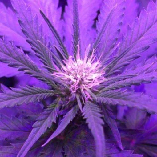 Critical kush odmiana