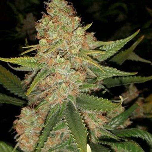 Odmiana marihuany silver haze