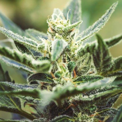 Recenzja odmiany king louie