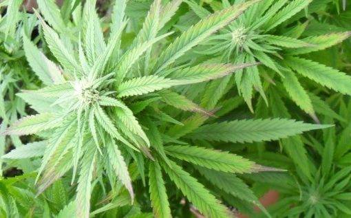 Marihuana cannabis uprawa