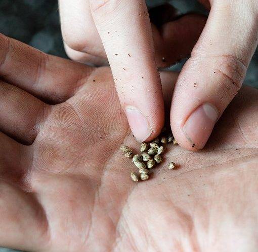 Marijuana seeds cannabis