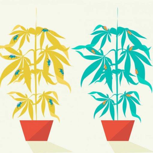 A pszczoly i marihuana