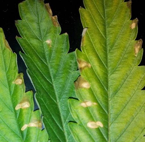 A niedobor wapnia w uprawie marihuany