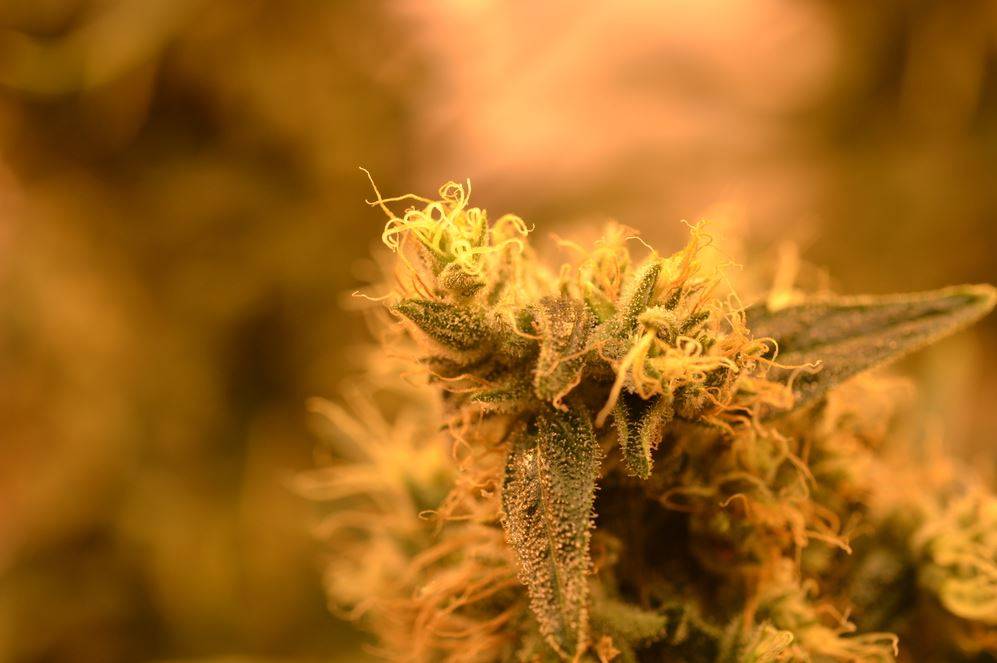 Dlaczego rośliny marihuany produkują THC? Dlaczego rośliny marihuany produkują THC?, f2seeds, f2 seeds