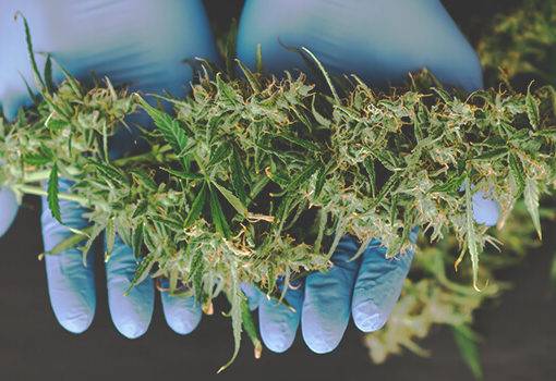 A dlaczego rosliny marihuany produkuja thc234