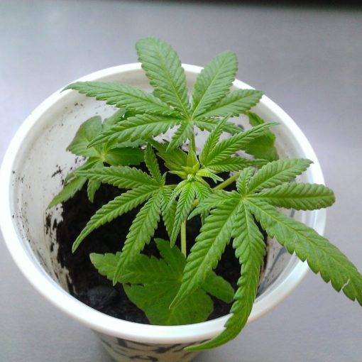 A cannabis moze pomoc pacjentom z autyzmem