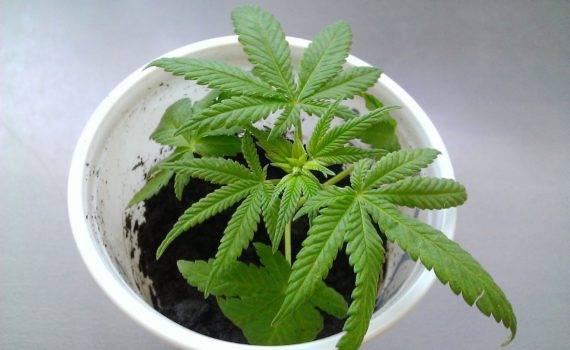A cannabis moze pomoc pacjentom z autyzmem 10