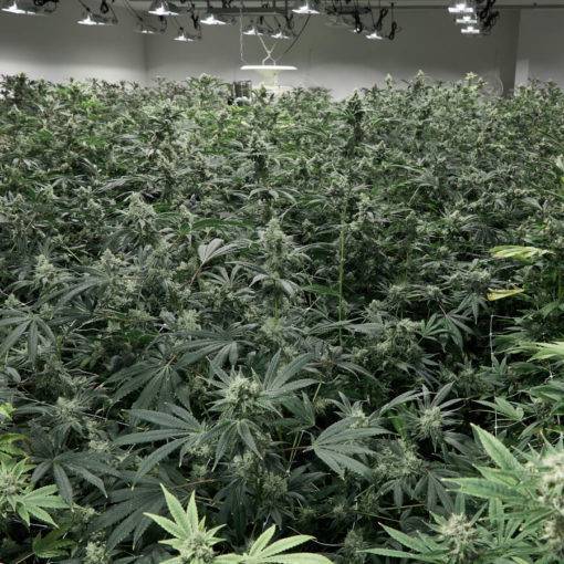 A cbd jest wszedzie odziez cbd 321