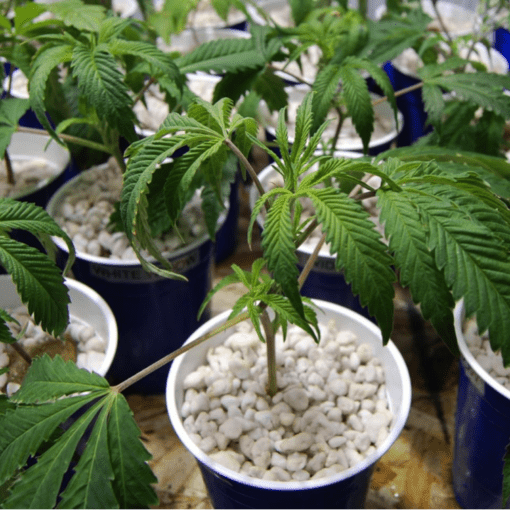 A mocne wsparcie dla legalnej marihuany