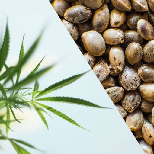 A recenzja odmiany white xl 340