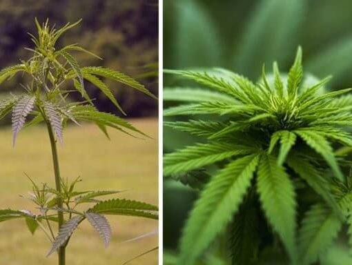 A roznice plciowe z uprawie marihuany