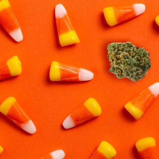 A cbd pochodzace z konopi cannabis 09