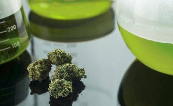 A 12 rzeczy ktorych nie wiesz o marihuanie 5