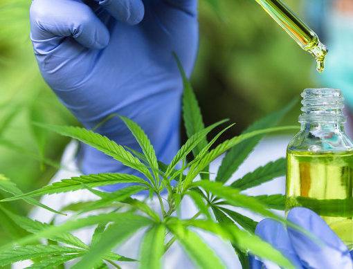 A cannabis moze zatrzymac zarazanie 0