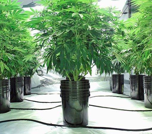 A covid 19 marihuana w leczeniu pluc 9