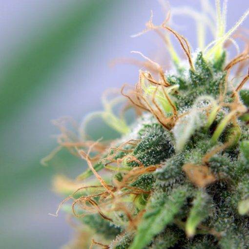 A uzywanie marihuany jest zwiazane z mniejsza liczba migren 2