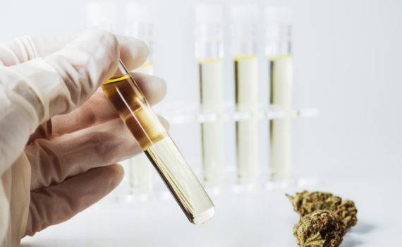 A wiedza na temat terapeutycznego zastosowania cannabis 3 1