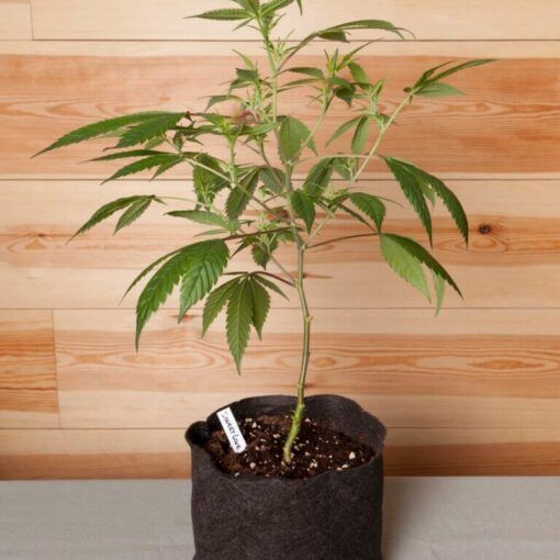 Automatyczna kontrola ph 1