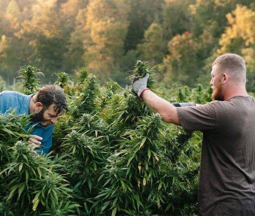 Bledy w uprawie marihuany 0