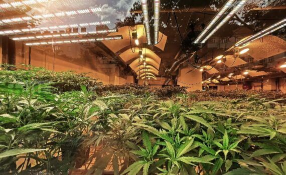 Co to jest haszysz 6