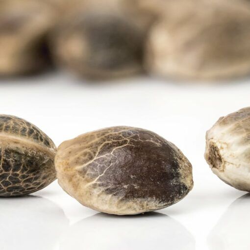 Cykl zycia odmian automatycznych 5