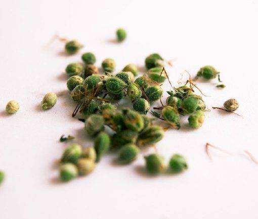 Czy nasiona marihuany sie psuja 6