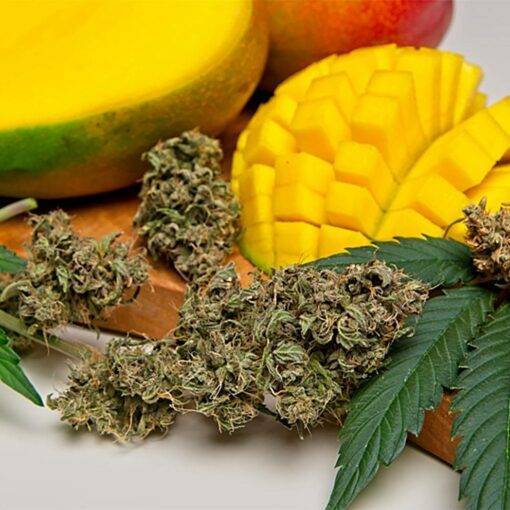 Czym sa terpeny 63018