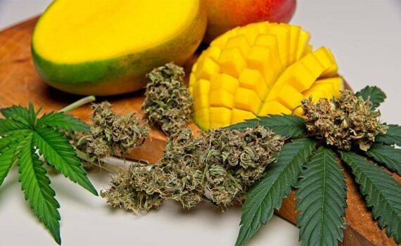 Czym sa terpeny 63018