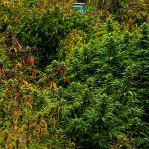 Indica sativa hybryda 1