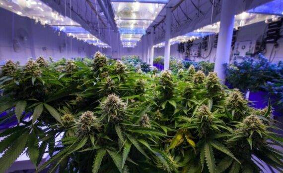 Interpretacja nazw marihuany 0