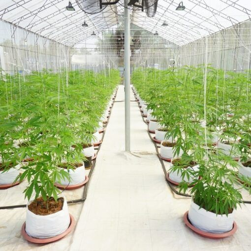 Jak czerpać najwięcej korzyści z lamp LED do uprawy roślin